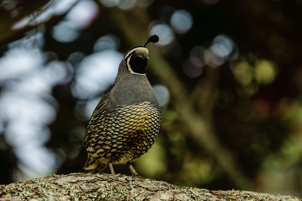 king of the tree