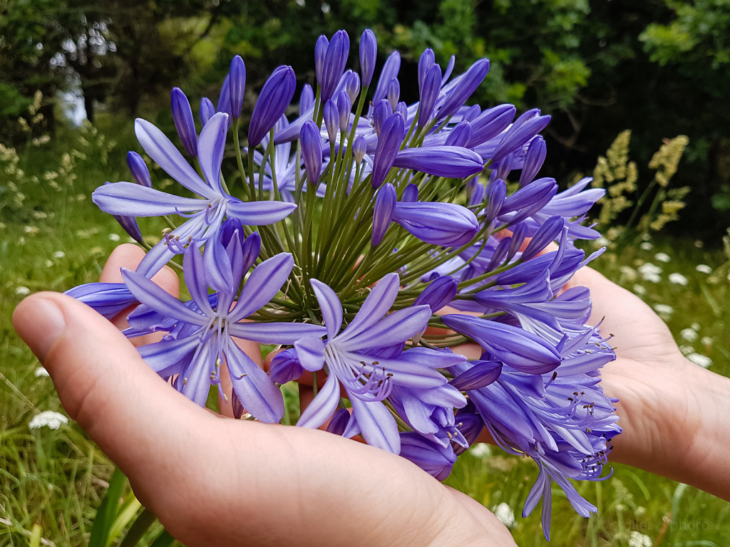 eine hand voll blumenbracht