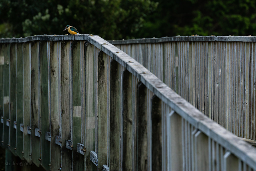 eisvogel auf der lauer