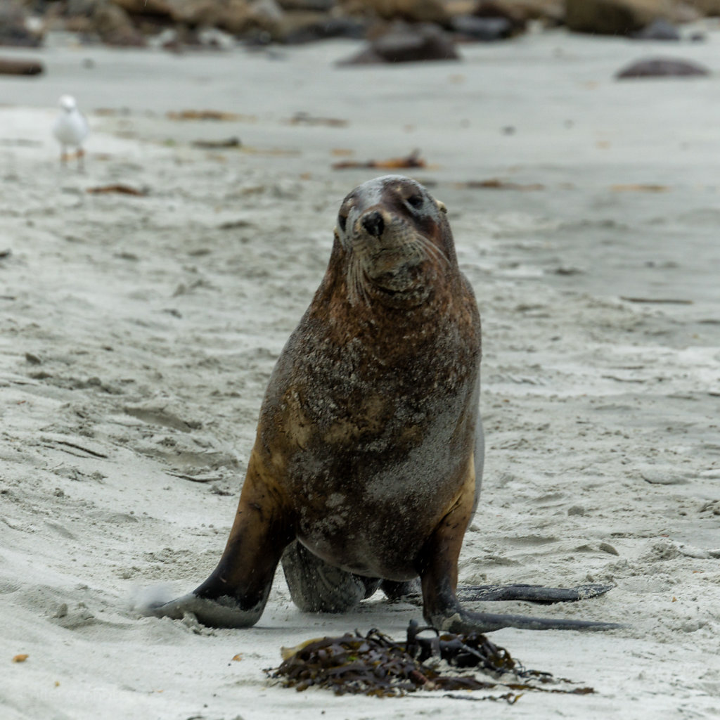 seelöwe mit hundeblick