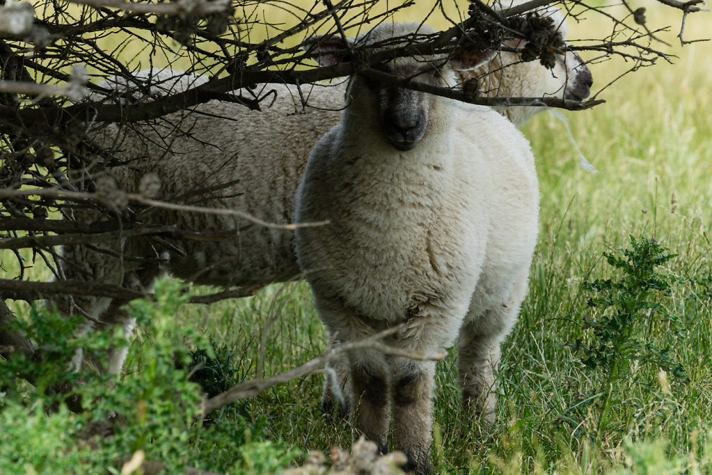 Südinsel Süden NZ